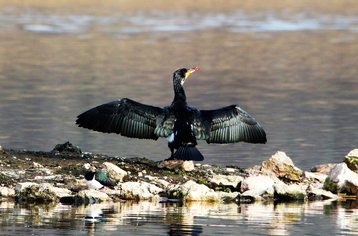 Blooded Beak - John Pinches